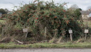 Pourquoi la haie de pyracantha est-elle interdite dans certaines régions en 2026